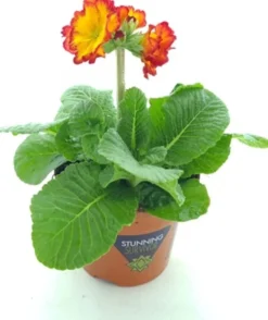 Clearance Schlüsselblume (Primula elatior 'Sibel Scarlet Yellow') D 12 H 20 cm Winterharte Pflanzen|Einjährige Pflanzen