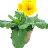 New Schlüsselblume (Primula elatior 'Sibel Gold') D 12 H 20 cm Blühende Pflanzen|Einjährige Pflanzen