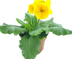 New Schlüsselblume (Primula elatior 'Sibel Gold') D 12 H 20 cm Blühende Pflanzen|Einjährige Pflanzen