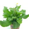 Online Schlüsselblume (Primula elatior 'Stella White') D 12 H 25 cm Blühende Pflanzen|Winterharte Pflanzen