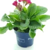 Outlet Schlüsselblume (Primula elatior 'Stella Rose') D 12 H 25 cm Blühende Pflanzen|Winterharte Pflanzen