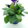 Schlüsselblume (Primula elatior 'Stella Purple') D 12 H 25 cm Blühende Pflanzen|Winterharte Pflanzen