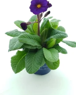Schlüsselblume (Primula elatior 'Stella Purple') D 12 H 25 cm Blühende Pflanzen|Winterharte Pflanzen