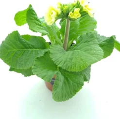 Schlüsselblume (Primula elatior 'Sibel Lime') D 12 H 20 cm Blühende Pflanzen|Winterharte Pflanzen