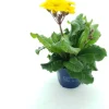 Clearance Schlüsselblume (Primula elatior 'Stella Gold') D 12 H 25 cm Blühende Pflanzen|Einjährige Pflanzen
