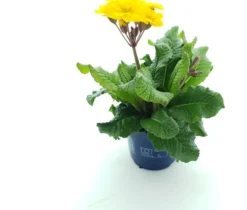 Clearance Schlüsselblume (Primula elatior 'Stella Gold') D 12 H 25 cm Blühende Pflanzen|Einjährige Pflanzen