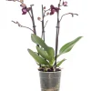 Hot Schmetterlingsorchidee 3 Triebe (Phalaenopsis) lila D 12 H 55 cm Blühende Zimmerpflanzen|Orchideen