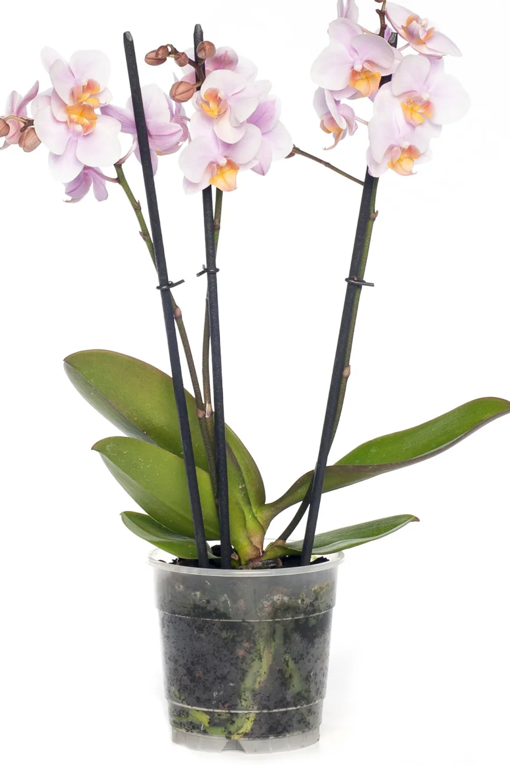 Outlet Schmetterlingsorchidee 3 Triebe (Phalaenopsis) rosa D 12 H 55 cm Blühende Zimmerpflanzen|Orchideen