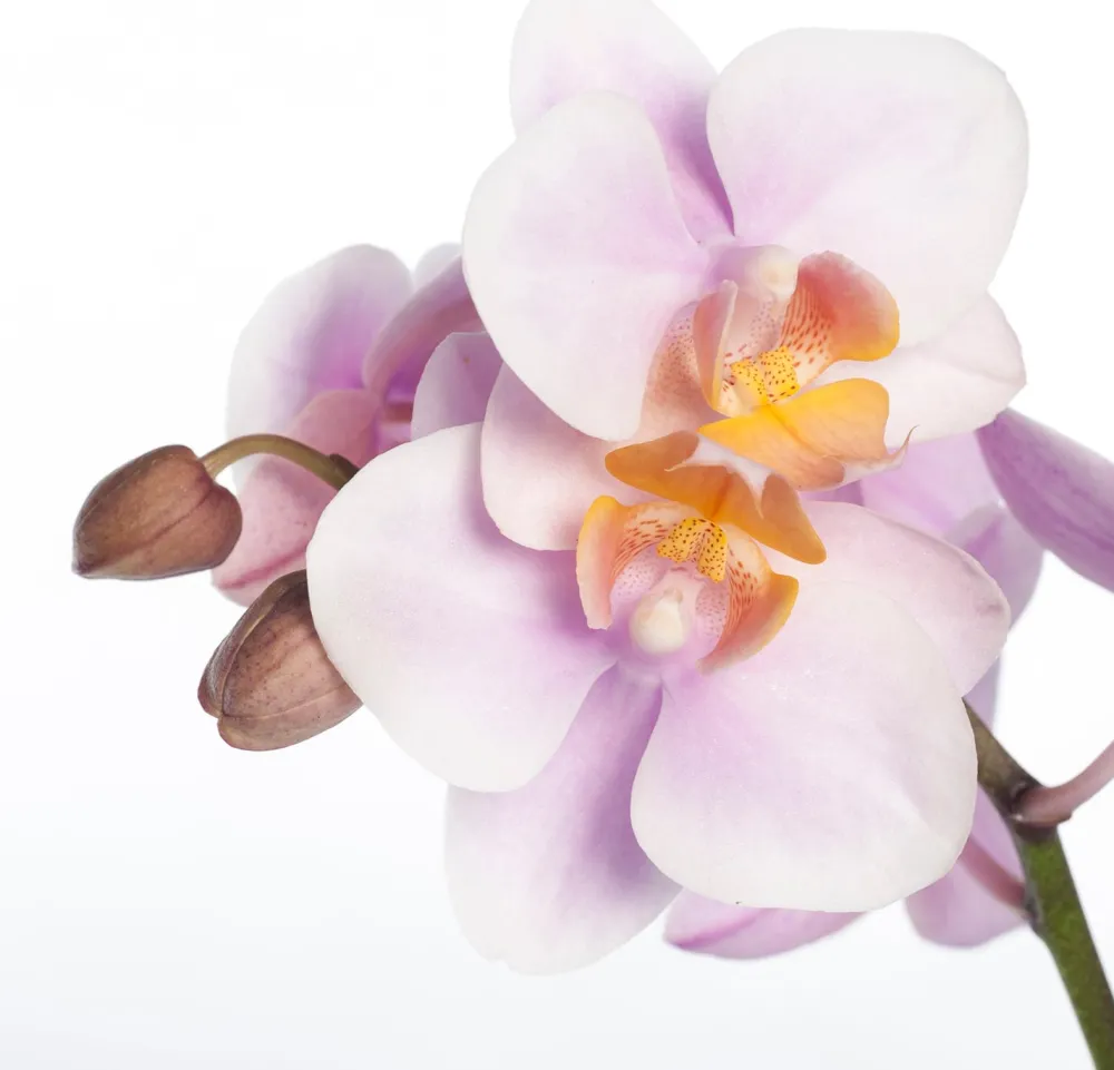 Outlet Schmetterlingsorchidee 3 Triebe (Phalaenopsis) rosa D 12 H 55 cm Blühende Zimmerpflanzen|Orchideen