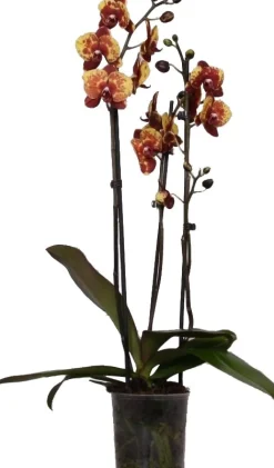 New Schmetterlingsorchidee 3 Triebe (Phalaenopsis 'DesignZ') gelb D 12 H 55 cm Blühende Zimmerpflanzen|Orchideen