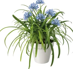 Schmucklilie (Agapanthus africanus 'Amourette Blue') D 23 H 70 cm Blühende Pflanzen|Immergrüne Pflanzen