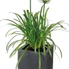 New Schmucklilie (Agapanthus africanus 'Amourette White') D 17 H 70 cm Blühende Pflanzen|Mehrjährige Pflanzen