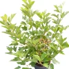 Sale Schneeball (Viburnum opulus 'Compactum') D 23 H 50 cm Viburnum