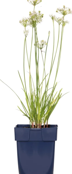 Hot Schnittknoblauch (Allium tuberosum) D 11 H 10 cm Blühende Pflanzen|Winterharte Pflanzen