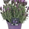 Discount Schopflavendel (Lavandula stoechas 'Greek Mountain') D 15 H 25 cm Blühende Pflanzen|Immergrüne Pflanzen