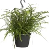 Online Schwertfarn (Nephrolepis 'Duffi') D 17 H 35 cm Für Schatten|Luftreinigende Pflanzen