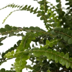 Online Schwertfarn (Nephrolepis 'Duffi') D 17 H 35 cm Für Schatten|Luftreinigende Pflanzen