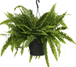 Outlet Schwertfarn (Nephrolepis exaltata 'Green Lady') D 20 H 60 cm Luftreinigende Pflanzen|Grünpflanzen