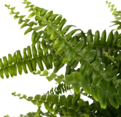 Outlet Schwertfarn (Nephrolepis exaltata 'Green Lady') D 20 H 60 cm Luftreinigende Pflanzen|Grünpflanzen