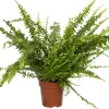 New Schwertfarn (Nephrolepis exaltata 'Green Lady') D 12 cm H 35 cm Luftreinigende Pflanzen|Grünpflanzen