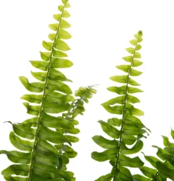 New Schwertfarn (Nephrolepis exaltata 'Green Lady') D 12 cm H 35 cm Luftreinigende Pflanzen|Grünpflanzen