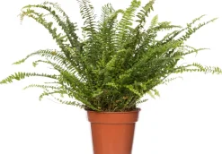 Online Schwertfarn (Nephrolepis exaltata 'Green Lady') D 17 cm H 55 cm Für Schatten|Luftreinigende Pflanzen