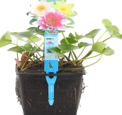 Clearance Seerose (Nymphaea Mix Trio Pygmaea) D 18 H 30 cm Blühende Pflanzen|Teichpflanzen