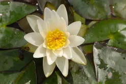 Seerose (Nymphaea 'Pygmea alba') D 11 H 30 cm Blühende Pflanzen|Teichpflanzen