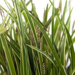 New Segge (Carex morrowii 'Ice Dance') D 17 H 40 cm Immergrüne Pflanzen|Winterharte Pflanzen