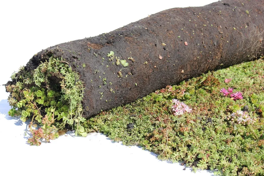 Online Sempergreen Sedummatte 200 x 60 x 2 cm Blühende Pflanzen|Immergrüne Pflanzen