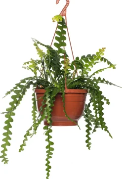 Discount Sägeblattkaktus (Epiphyllum anguliger) D 14 H 30 cm Für Sonne|Kakteen & Sukkulenten