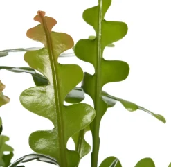 New Sägeblattkaktus (Epiphyllum anguliger) D 25 H 60 cm Für Sonne|Kakteen & Sukkulenten