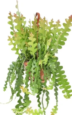 Discount Sägeblattkaktus im Hängetopf (Epiphyllum anguliger) D 21 H 60 cm Für Sonne|Kakteen & Sukkulenten