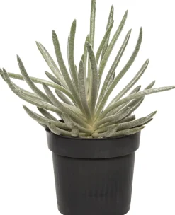 Best Silber-Kreuzkraut (Senecio scaposus) D 10,5 H 15 cm Für Sonne|Kleine Zimmerpflanzen