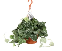 New Silberne Efeutute im Hängetopf (Epipremnum pictus) D 19 H 50 cm Grünpflanzen|Efeutute