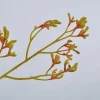 New Silk-ka Kunstblume Känguru-Blume gelb 72 cm Kunstblumen