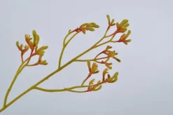 New Silk-ka Kunstblume Känguru-Blume gelb 72 cm Kunstblumen