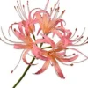 Silk-Ka Kunstblume Nerine rosa 93 cm Kunstblumen