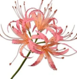 Silk-Ka Kunstblume Nerine rosa 93 cm Kunstblumen