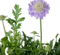Outlet Skabiose (Scabiosa caucasica 'Perfecta') Winterharte Pflanzen|Mehrjährige Pflanzen