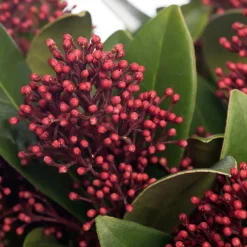 Skimmie (Skimmia japonica 'Rubella') D 15 cm H 35 cm Immergrüne Pflanzen|Winterharte Pflanzen