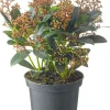 Hot Skimmie (Skimmia japonica 'Rubella') D 19 H 60 cm Skimmie