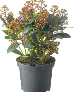 Hot Skimmie (Skimmia japonica 'Rubella') D 19 H 60 cm Skimmie