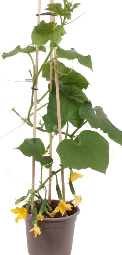 Hot Snackgurke (Cucumis sativus) D 14 H 60 cm Obst, Gemüse & Kräuter|Gemüsepflanzen