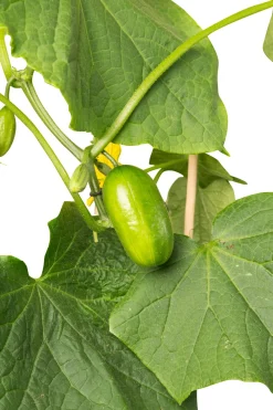 Hot Snackgurke (Cucumis sativus) D 14 H 60 cm Obst, Gemüse & Kräuter|Gemüsepflanzen