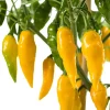 Clearance Snackpaprika gelb extra scharf (Capsicum chinense) D 14 H 40 cm Obst, Gemüse & Kräuter|Gemüsepflanzen