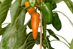 Snackpaprika orange (Capsicum annuum) D 14 H 40 cm Obst, Gemüse & Kräuter|Gemüsepflanzen