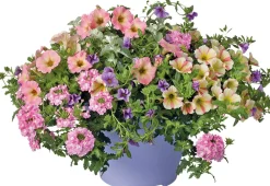 New Sommerblüher im Topf (Mix) D 29 cm Blühende Pflanzen|Einjährige Pflanzen