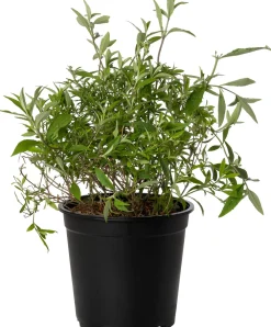 Hot Sommerflieder (Buddleja davidii 'Nanho Blue') D 24 H 40 cm Blühende Pflanzen|Schmetterlingsflieder