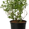 New Sommerflieder (Buddleja davidii 'Royal Red') D 24 H 40 cm Blühende Pflanzen|Schmetterlingsflieder